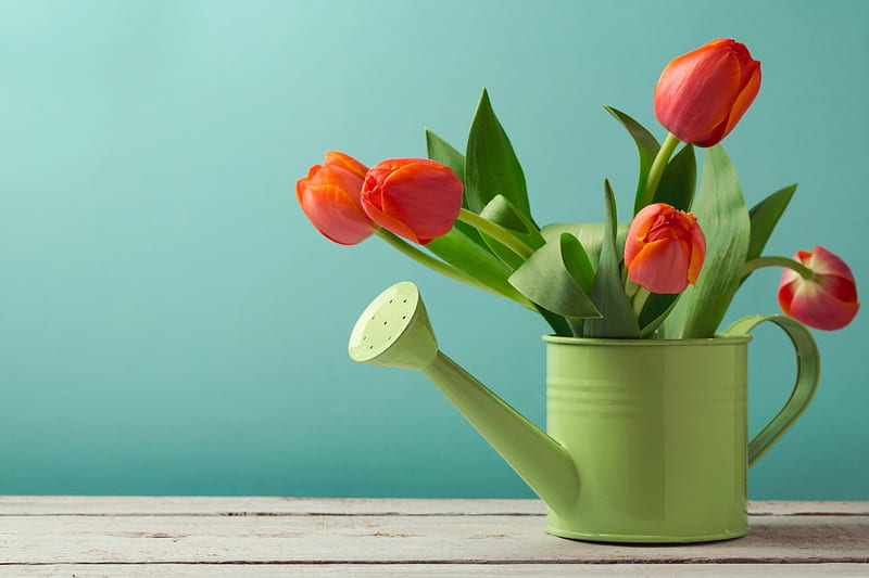Happy spring!, red, green, orange, flower, spring, tulip, blue, card, HD wallpaper