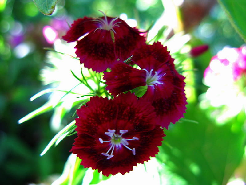 DIANTHUS, flower, pretty, red, HD wallpaper