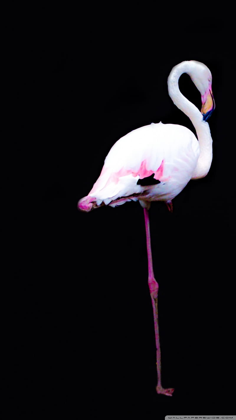 Flamingo, cute, cute-flamingo, pink, HD phone wallpaper