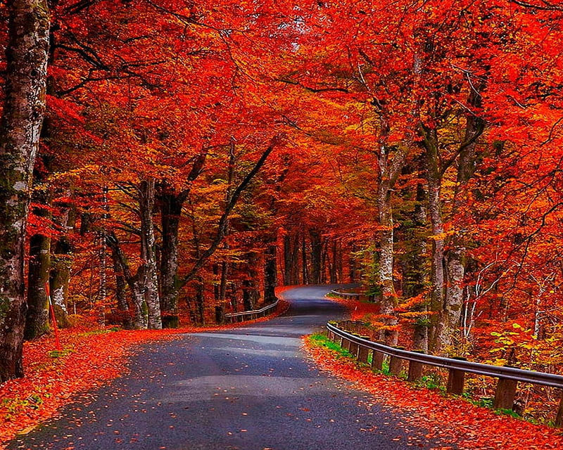 red autumn trees natural, nature, new, nice, park, road, HD wallpaper