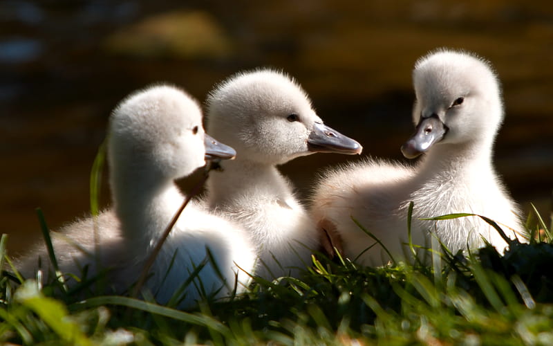 BABY SWANS, cute, fluffy, three, cygnets, white, baby swan, HD wallpaper