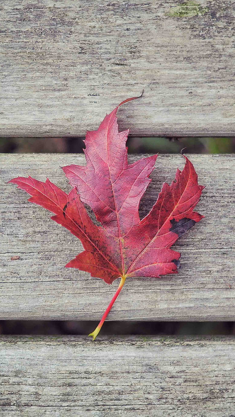 Red maple leaf, autumn, fall, wood, HD phone wallpaper