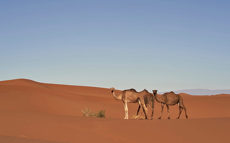 Camels, wildlife, desert, dunes, sunset, evening, Africa, wild animals, HD wallpaper