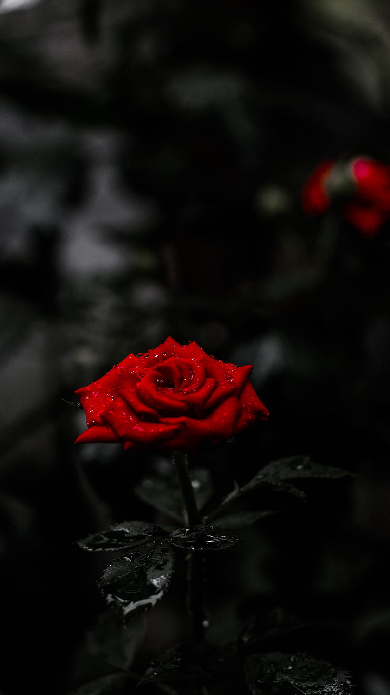 Amoled rose, award, best, black, bokeh, dslr, portrait, red, super, HD phone wallpaper