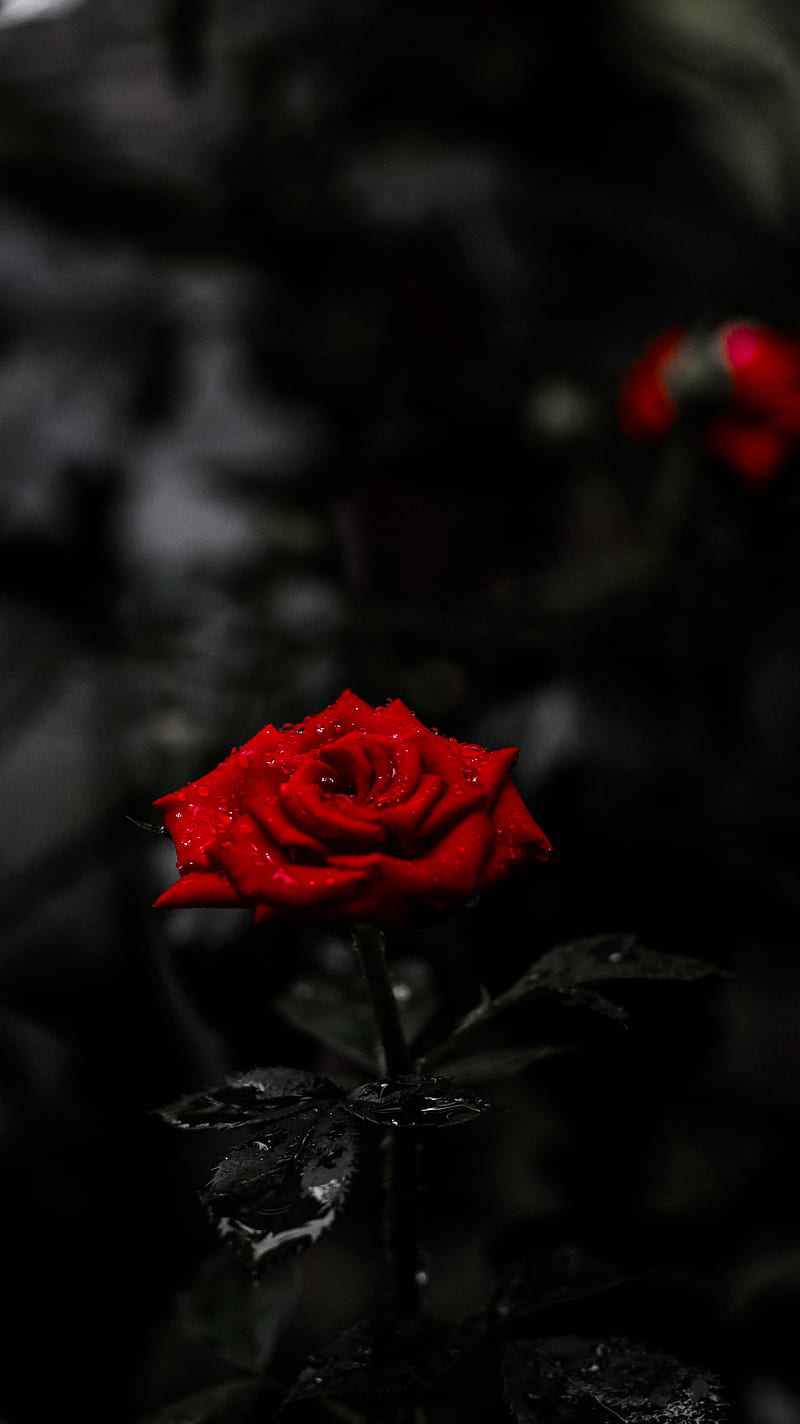 red rose with black background hd wallpaper