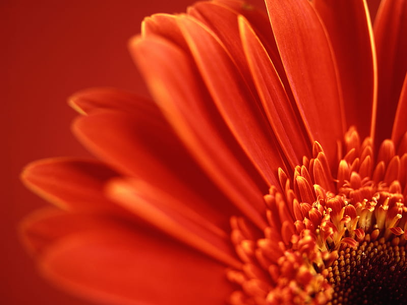 BIG RED, HD wallpaper | Peakpx BIG RED, HD wallpaper | Peakpx