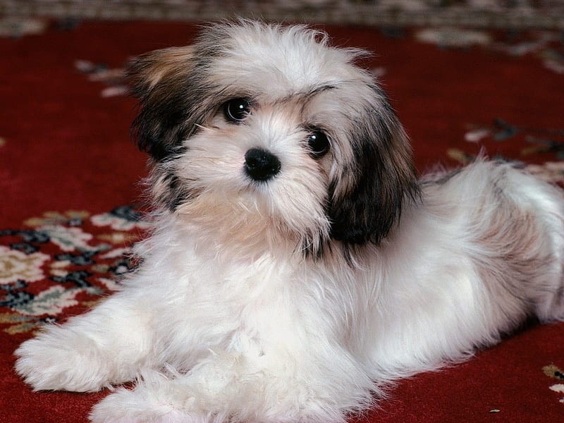 HAVANESE PUP, cute, puppies, small dogs, adorable, pets, dogs, toy dogs, HD wallpaper