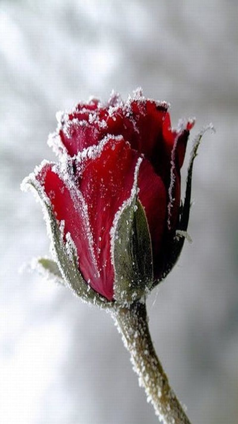 Rose, flower, frost, HD phone wallpaper | Peakpx