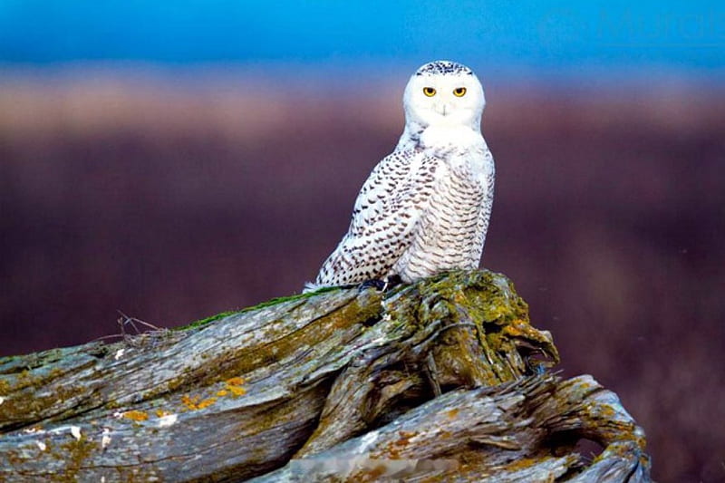 Watchful Eyes, owl, snow owl, resting, nature, raptor, HD wallpaper