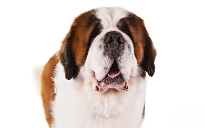 St Bernard, big dog, pets, white-brown dog, HD wallpaper