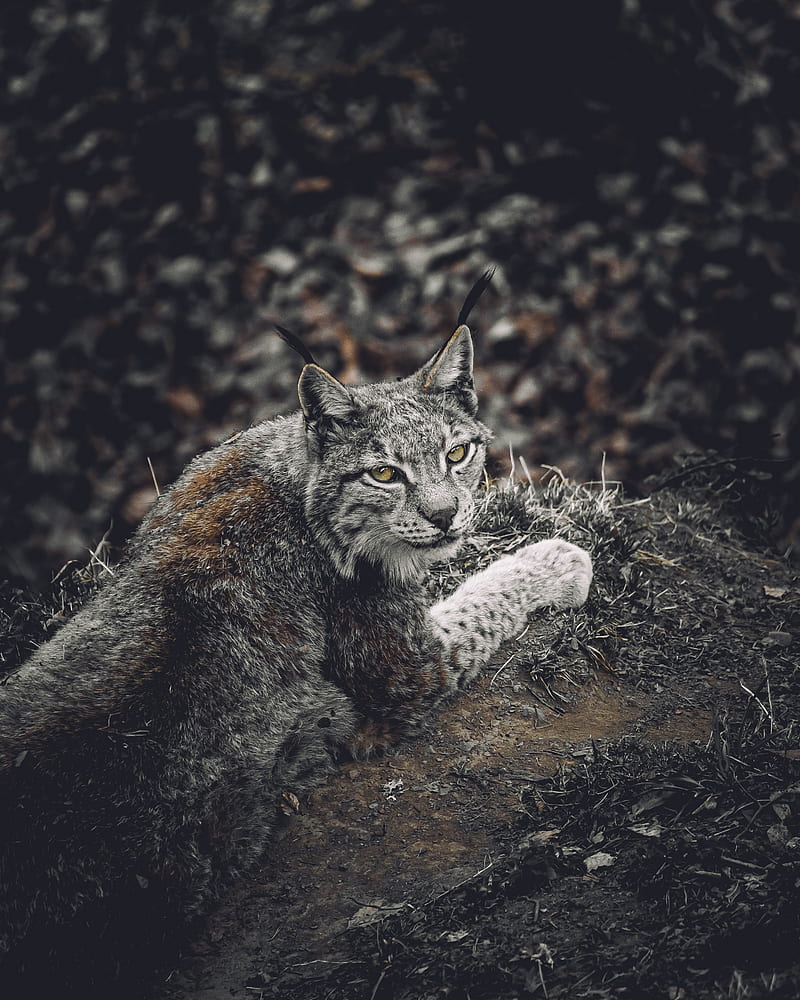 lynx, predator, animal, glance, wildlife, HD phone wallpaper