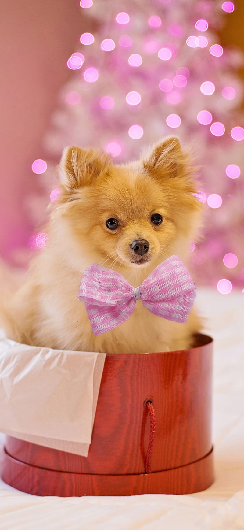 Cute puppy, cute, fluffy, present, puppy, xmas, HD phone wallpaper | Peakpx
