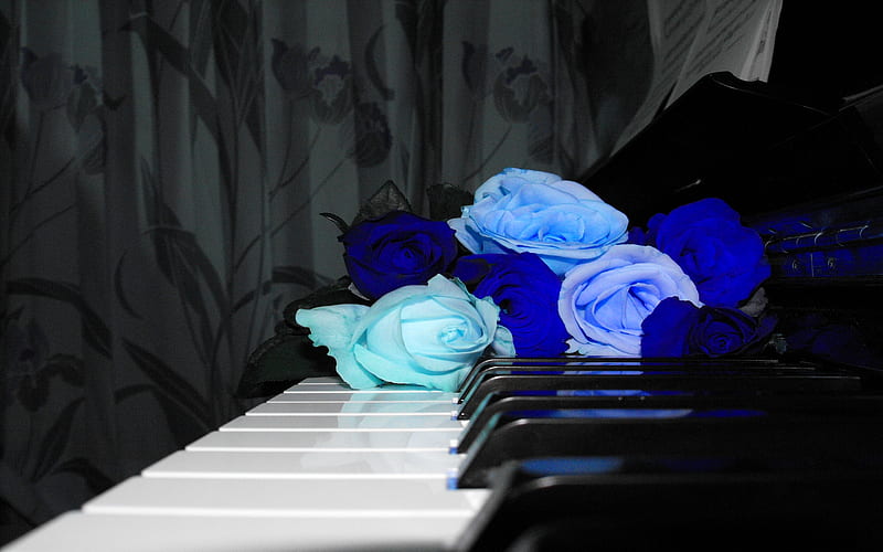 RHYTHM N'BLUE, keys, black, white, roses piano, blue, HD wallpaper