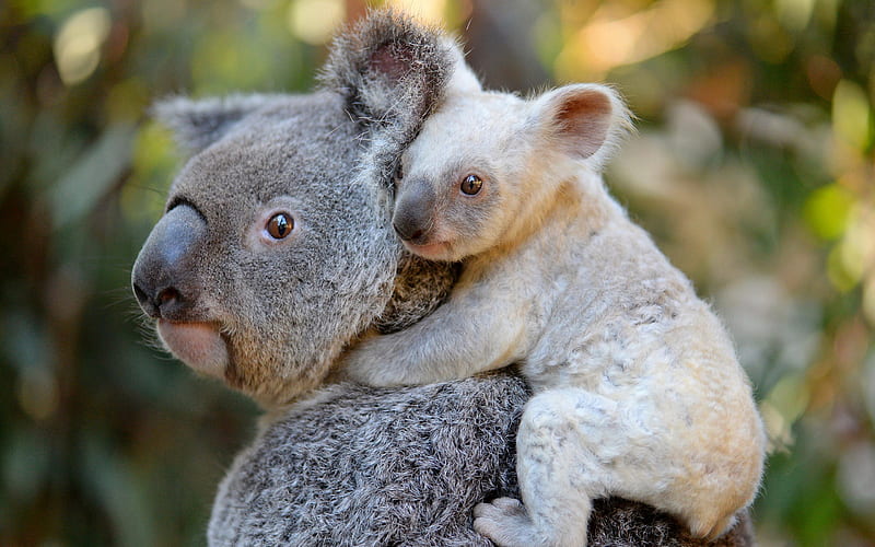 Koala, wildlife, mother and cub, bears, Phascolarctos cinereus, HD wallpaper