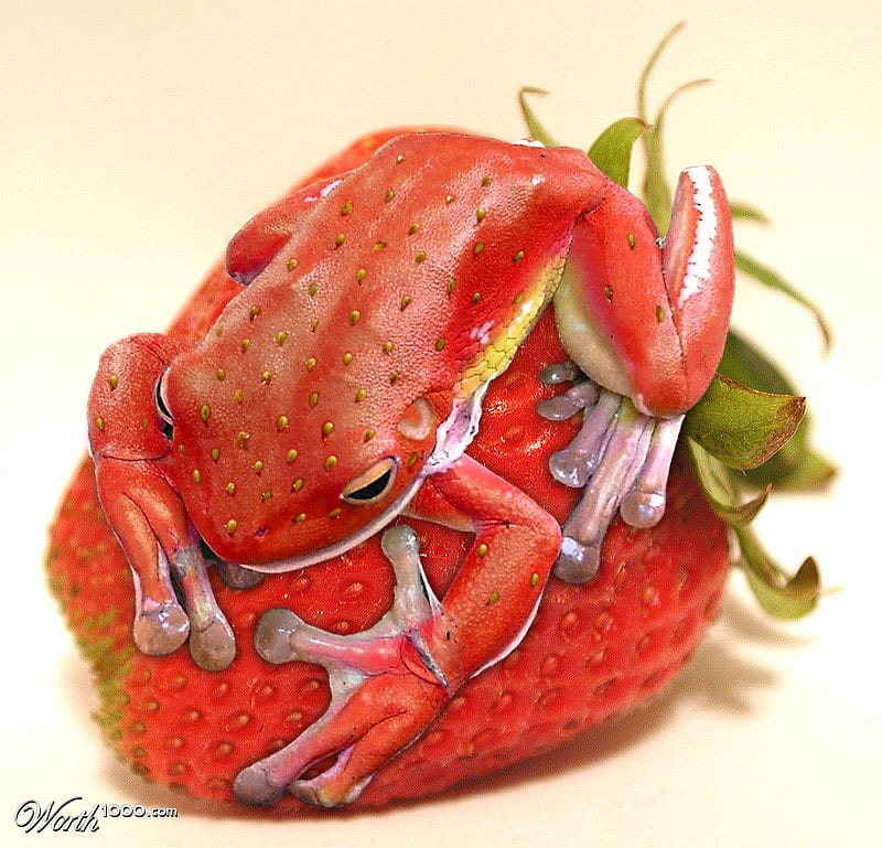 strawberry frog by DarlingCthulhu  Fur Affinity dot net