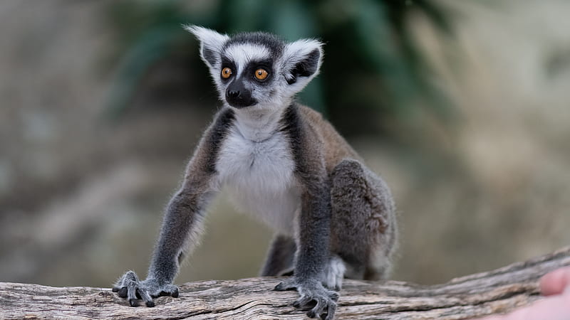 lemur, glance, funny, animal, HD wallpaper
