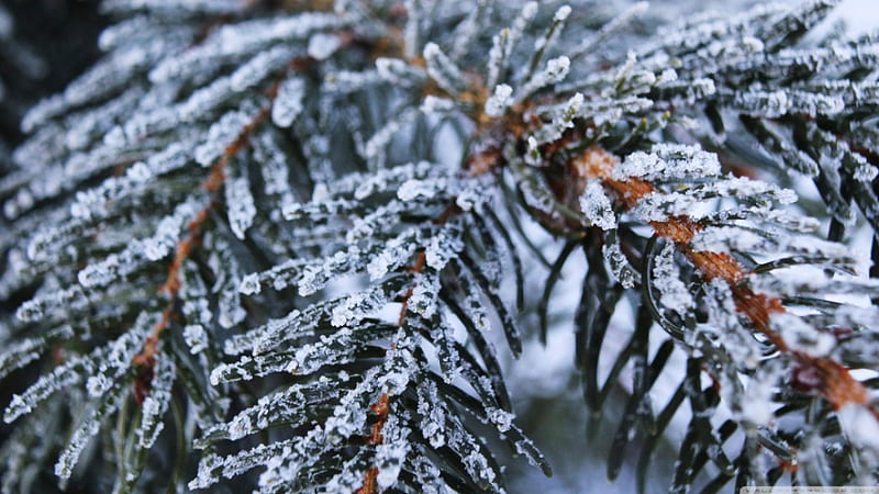 Frozen spruce, frosted abstract, winter, leaf, frosty, tree, leaves, graphy, pine natur, macro, fir, frozen, frost, HD wallpaper