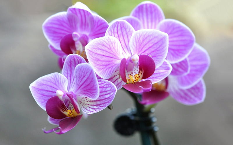 Orchid, pink orchid, beautiful flower, pink flowers, HD wallpaper