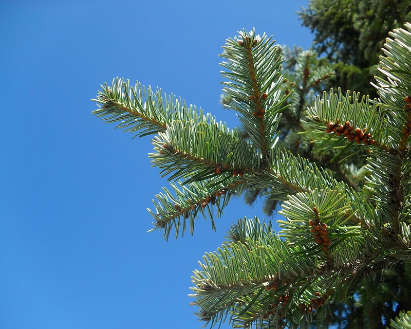 Spruce Tree, needles, large, evergreen, coniferous, branches, HD wallpaper