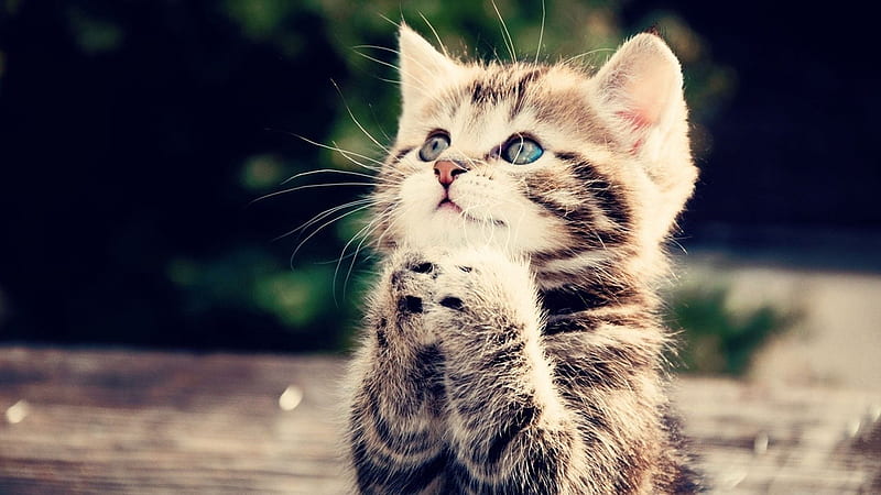 Please I Want Love-Cute little kitty cat living, HD wallpaper