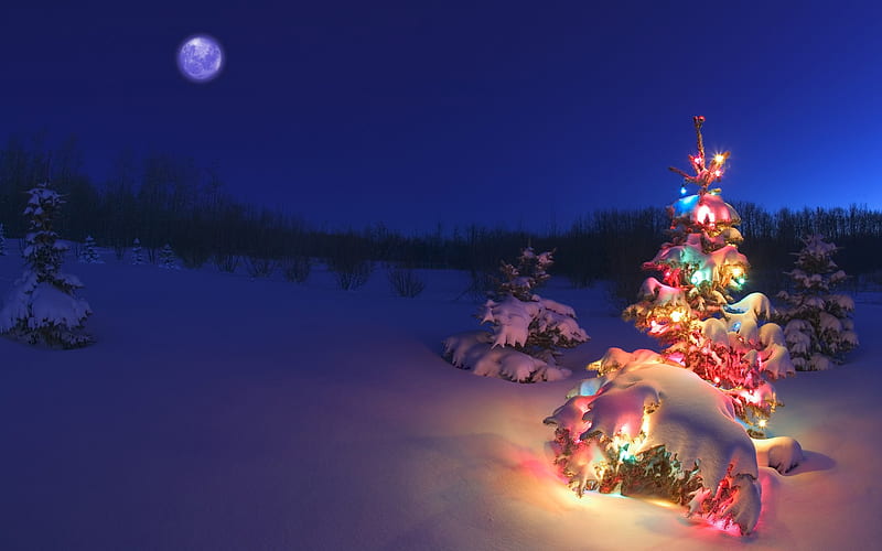 snow-covered Christmas tree lights, HD wallpaper