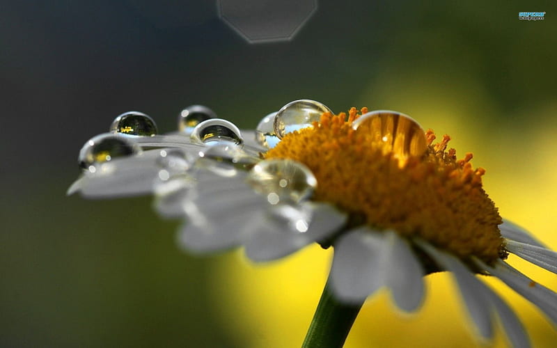 Morning Dew Drops, dew, flower, water, daisy, HD wallpaper