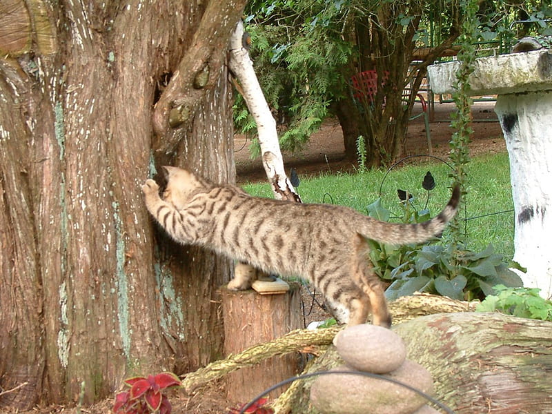 Cool Cat, tree, spotted bengal, birdbath, logs, garden, cat, backyard, HD wallpaper