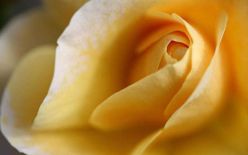 Large Yellow Rose, rose, large, flower, yellow, nature, petals, HD wallpaper