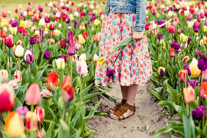 Picking Tulips, girl, colorful world, flowers, bonito, macro nature, field, HD wallpaper