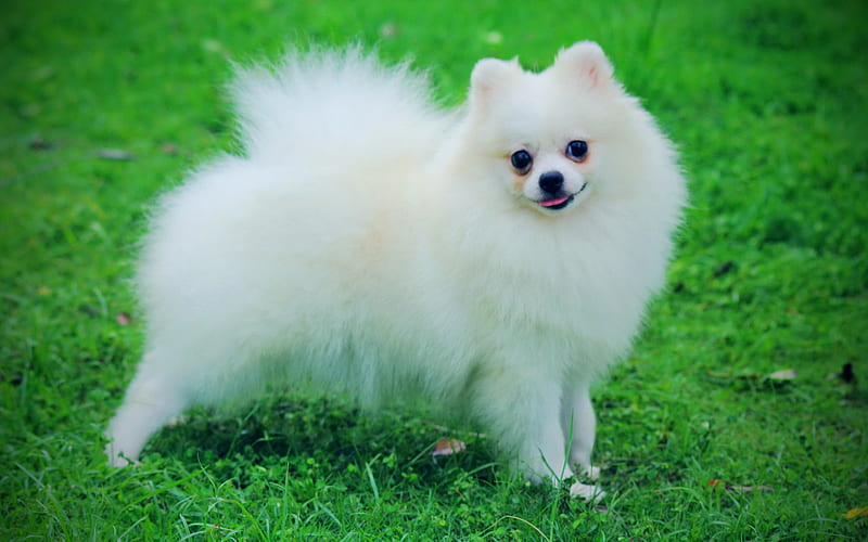 White Pomeranian dogs, White Spitz, cute animals, pets, lawn, Pomeranian, Spitz, Pomeranian Spitz, HD wallpaper