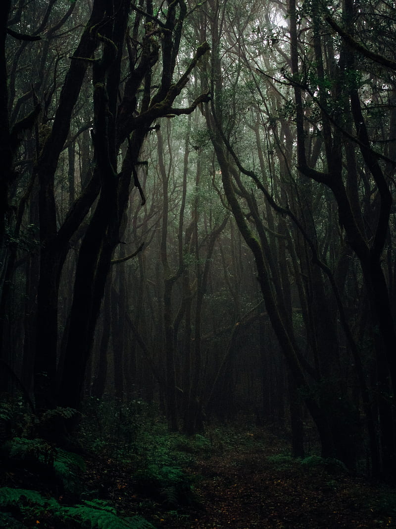 Dark forest, alone, amazing, bonito, girl, hurt, love, man, nature, women, HD phone wallpaper