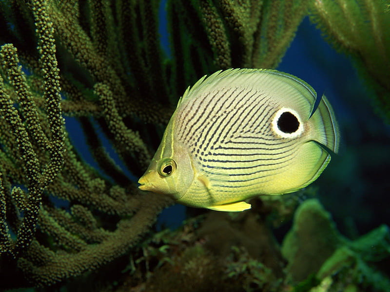 underwater fish, underwater, brightly, fish, colored, HD wallpaper