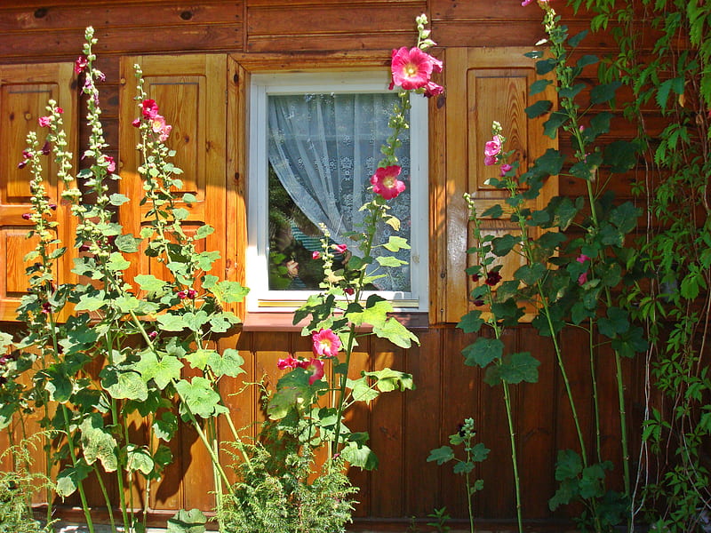 Polish mallows, mallows, window, cottage, poland, garden, HD wallpaper
