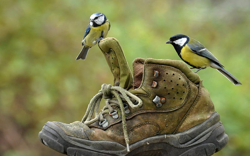 Funny nest, bird, nest, shoe, funny, couple, HD wallpaper