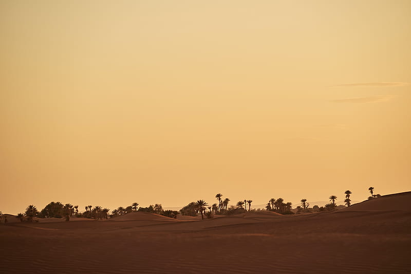 oasis, desert, palm, sand, HD wallpaper