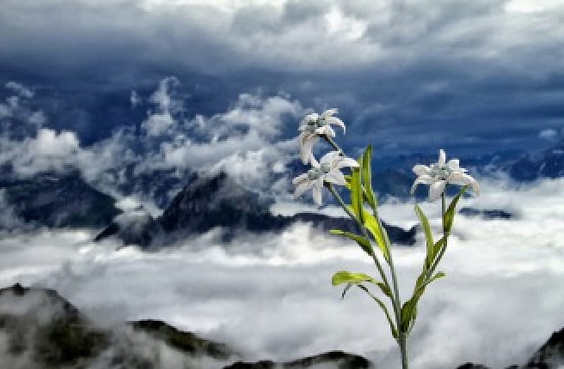 On Top of the World, world, mountains, flower, flowers, alpi, HD wallpaper
