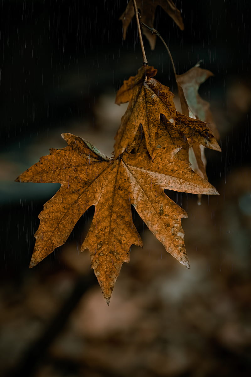 withered palmate leaf, HD phone wallpaper