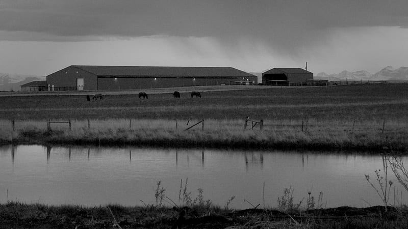 Horses and farm houses in black and white, Farms, Canada, Minimalizm, Alberta, Horses, Monochrome, HD wallpaper