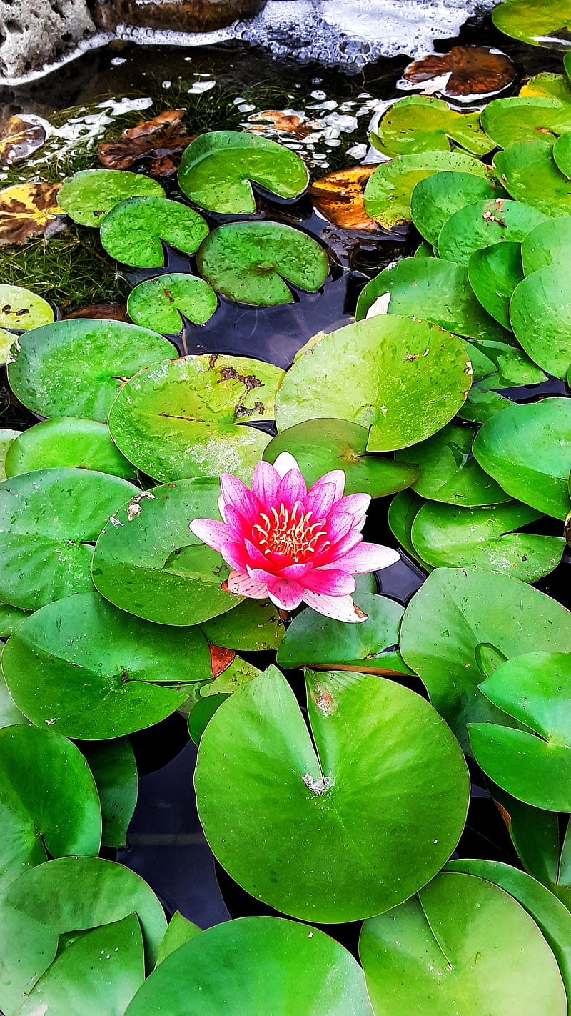 Lilly pads, flower, pink, ponds, HD phone wallpaper