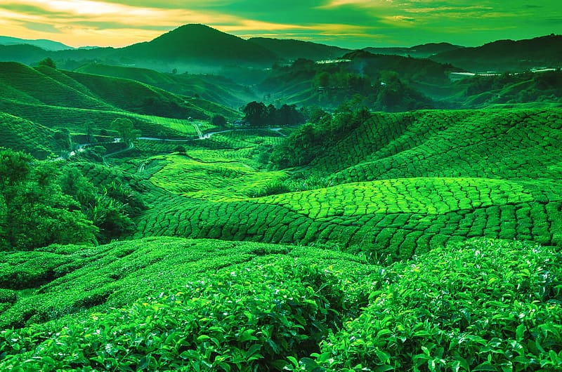 Hill, Valley, , Greenery, Tea Plantation, HD wallpaper