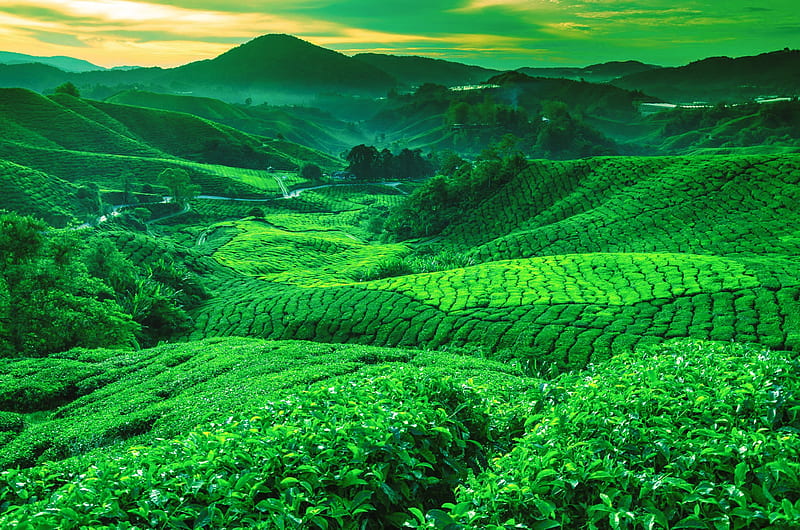 Man Made, Tea Plantation, Greenery, Hill, Valley, HD wallpaper
