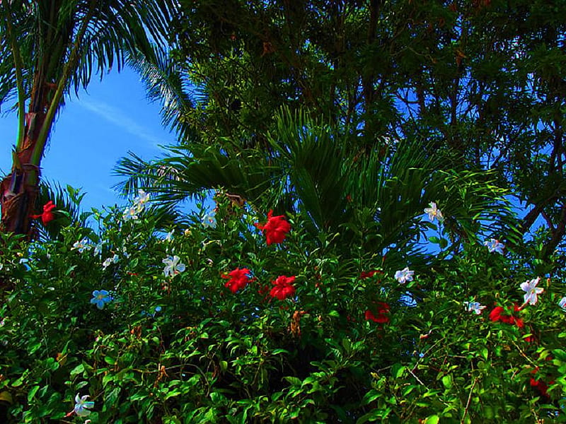 A Touch of Colour, red, hibiscus, greenery, trees, sky, palms, flowers, white, blue, HD wallpaper
