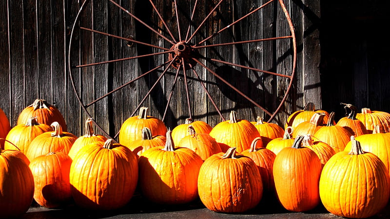 A Touch of Country, Fall, wheel, Autumn, wall, wood, pumpkins, HD wallpaper