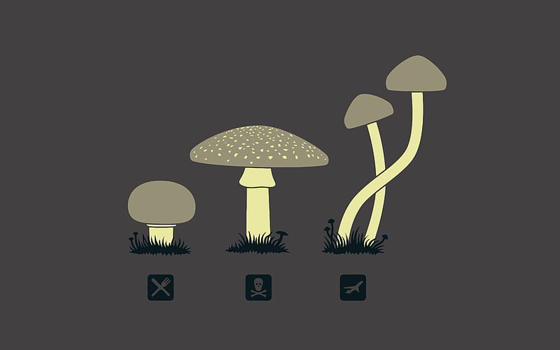 Mushroom Minimalism, mushroom, minimalism, HD wallpaper
