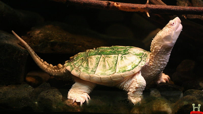 albino turtle, turtle, albino, reptile, animal, HD wallpaper