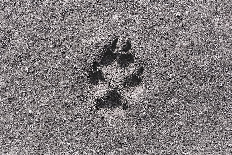 footprint, sand, bw, closeup, HD wallpaper