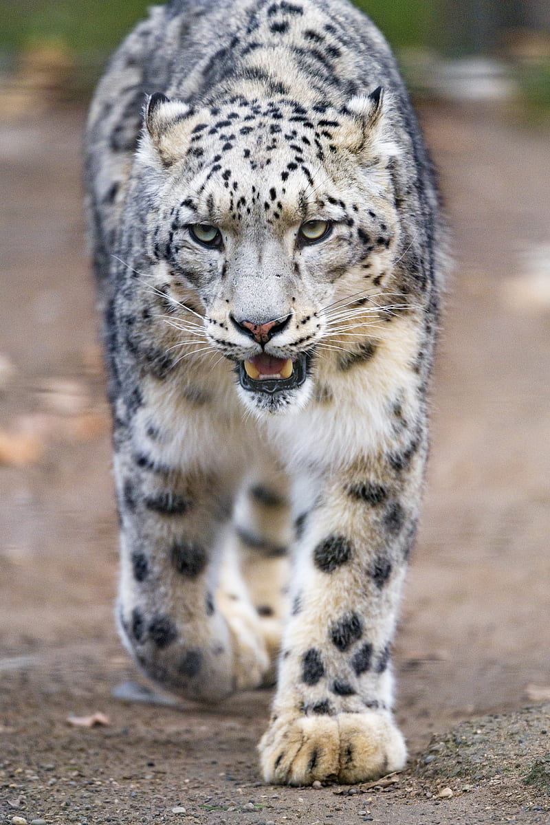 snow leopard, predator, big cat, fangs, paws, HD phone wallpaper