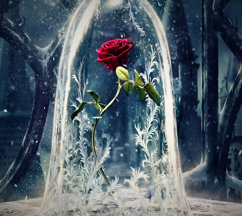 rose, love, HD wallpaper