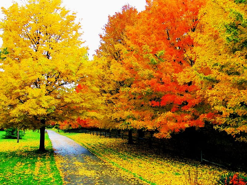 Color my world, red, autumn, gold, grass, orange, walk, trees, HD wallpaper