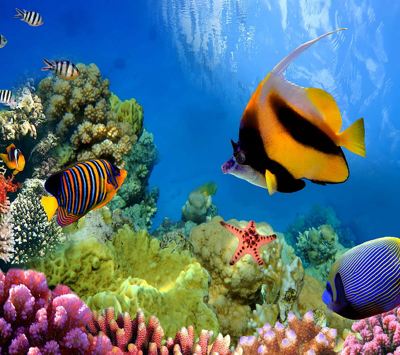 Underwater World , 2014, aquatic, background, colorful, cool, life, new, nice, view, HD wallpaper